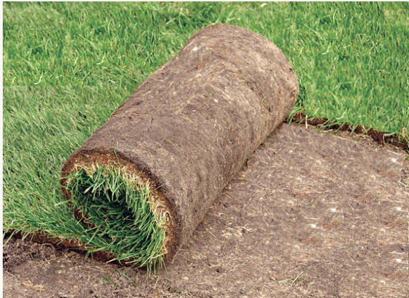 Natural Sod